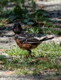 Spotted Towhee (male)