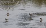 Killdeer & Least Sandpipers