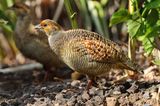 Gray Francolin