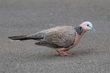 Spotted Dove