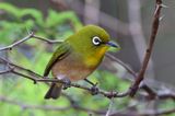 Japanese (Warbling) White-eye