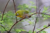 Japanese (Warbling) White-eye