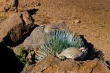 Volcanic Flora