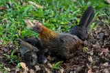 Mrs. Junglefowl & chics