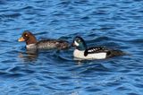 Mr. & Mrs. Barrows Goldeneye