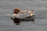 Green-winged Teal (male)