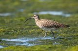 Eurasian whimbrel - Regenwulp PSLRT 6459