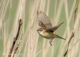 Sedge Warbler - rietzanger KPSLRT 6397