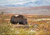 Musk ox KPSLRT 3268