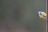 Blue tit - Pimpelmees KPSLRT 2499