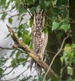 long-eared owl - Ransuil PSLRT 5905