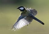 Great tit -Koolmees KPSLRT 5231
