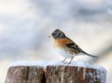 Brambling - Keep  PSLRT 6541