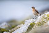 Northern wheatear PSLRT 2587