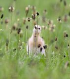 Black-tailed Godwit PSLRT2047