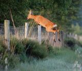 Roebuck KPSLRT 5241