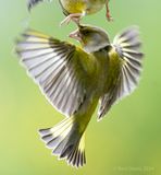 Greenfinch - Groenling KPSTLR 1098