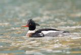 Red-breasted merganser - middelste zaagbek PSLRT 2408