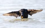 Common scoter - Zwarte zee-eend PSLRT 2077