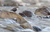 white-throated dipper  KPsLRT 2567