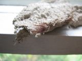 IMG_2265.JPG