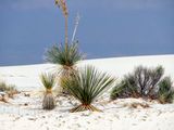 White Sands