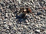  Tarantula Spider