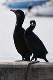 Two Cormorant Silhouettes