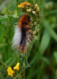 Ranchmans Tiger Moth Caterpillar