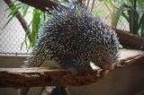 Sweet Porcupine Face