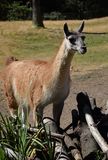 Guanaco - Likely Ancesters of Llamas