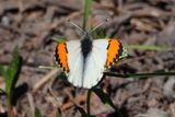 Pacific Orangetip at Truckee