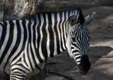 Soft Furred Zebra
