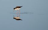 Still Reflections