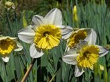 White & Yellow Daffodils