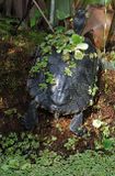 Turtles Back