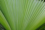 Lines of the Palm