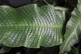 Segmented Leaves