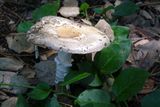 Mushroom Top