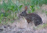 Bunny With Mottled Fur