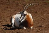 Eland at Rest