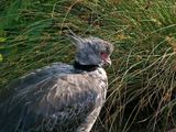 Southern Crested Screamer