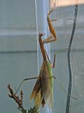 Praying Mantis
