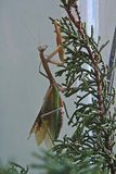 Climbing Mantis