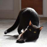 Curved Stretch