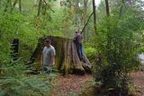 Visiting The Giant Stump