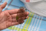 A Leaf Skeleton