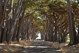 Cypress Tree Tunnel