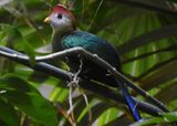 Red Crested Turaco