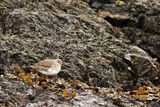 DUNLIN VICTORIA 2022.JPG